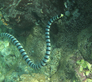 Snake on prowl along reef drop-off. by Chris Krambeck 